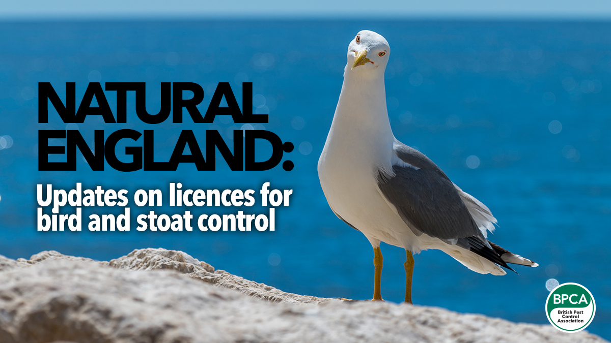 natural england update on bird and stoat control licences